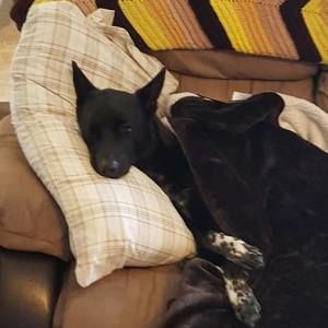 Meet your Posher, Peter